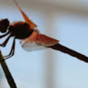 Meet your Posher, Catherine